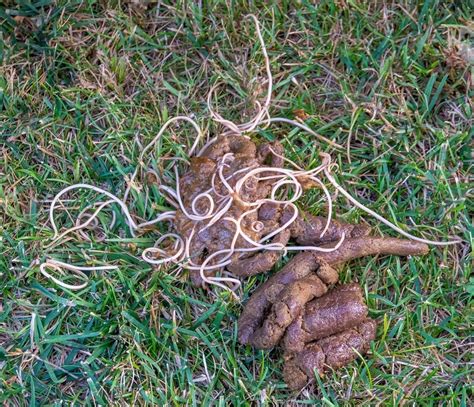 Pictures Of Worms In Dog Poop 2024 What To Do If You Find Them