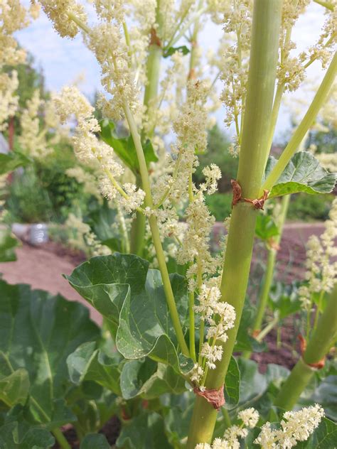Rhubarb Blooms In The Garden Agriculture Horticulture Plant 6082968