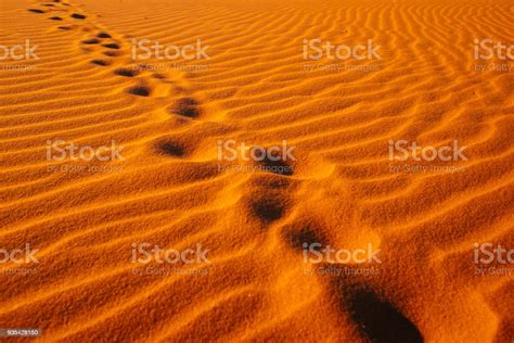 Desert Wave Pattern Camel Footprint Stock Photo Download Image Now