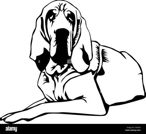 Bloodhound Vector Illustration Stock Vector Image And Art Alamy