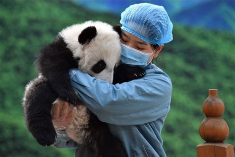 Cute Giant Panda Cubs Grow Well At Panda Research Center In Shaanxi