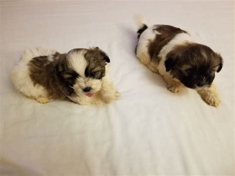 Shih Tzu Puppies For Sale Atlanta Ga 308868 Petzlover