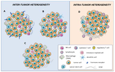 Cancers Free Full Text Impact Of Immune Cell Heterogeneity On Her2 Breast Cancer Prognosis