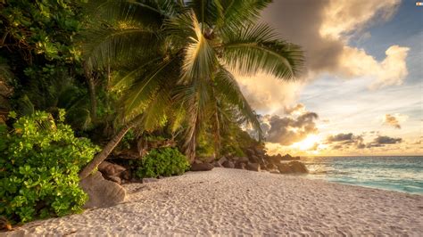 Palmy Na Plaży W Blasku Wschodzącego Słońca