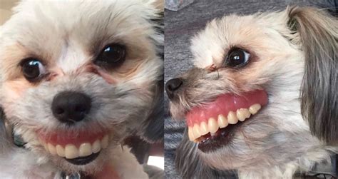 Added to your profile favorites. Maggie the dog steals false teeth and the picture is ...
