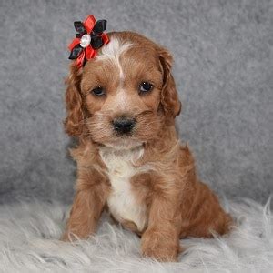 Female Cockapoo Puppy For Sale Mystic Puppies For Sale In Pa