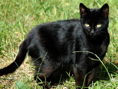 Petite cat breeds get a whole lot of affection, but larger breeds deserve just as much. Cat Colors: 4 Reasons Your Cat's Fur Changes Over Time ...