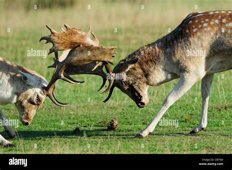 Fallow Deer Fighting During The Rut Stock Photo Alamy