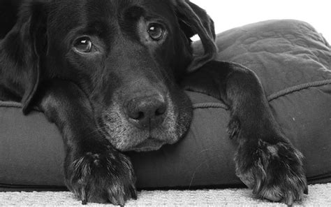 Signs Your Dog Has Cancer Read More At Aurelius Biotherapeutics
