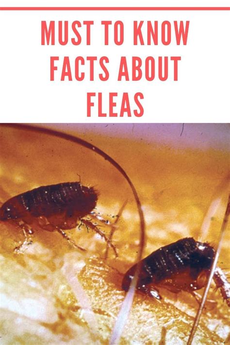 Must To Know Facts About Fleas Fleas Flea Pest Control Facts