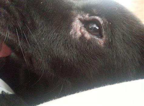 Speedy usually loses fur around one eye every year around this time. Fur loss around eyes