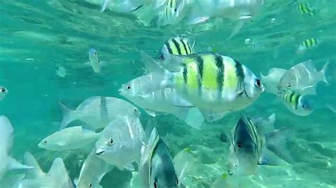 Corel Reef And Fishes At Hikkaduwa Sri Lanka Youtube
