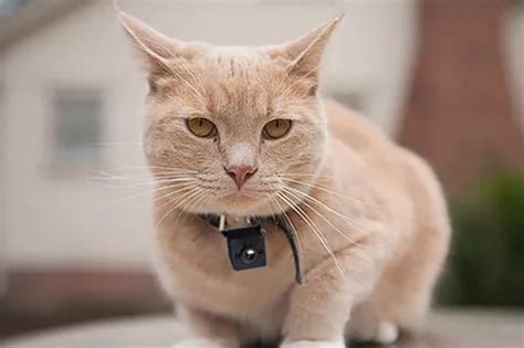 Best Cat Collar Camera In 2024 For Recording Feline Adventures