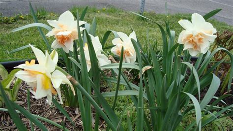 Hoa thủy tiên có tên khoa học là narcissi, tên tiếng anh là chinese sacret lily, thuộc họ hành tỏi. Ai My's Floral World: Daffodil (Hoa Thủy Tiên)