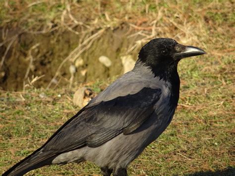 Hooded Crow Birds Wiki Fandom