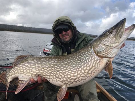 Pike Fly Fishing Ace Returns To Tempt Stunning 40 Lb Giant