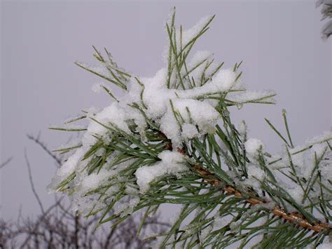 Free Images Tree Nature Branch Snow Winter Flower Frost
