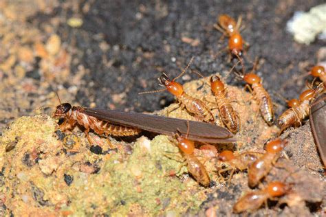 Termite Control How To Identify And Get Rid Of Termites
