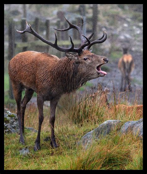 Red Deer Stag At De Forestry Commissions Galloway Forest Park In