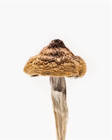 B Plus Mushrooms Strain For Sale B Cubensis Mushroom