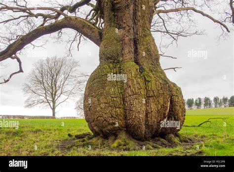 A Tree With A Bulbous Trunk Near The River Ribble At Hurst Green