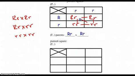 Answers, monohybrid crosses and the punnett square lesson plan, monohybrid cross work key, monohybrid cross work answer key, amoeba sisters video recap monohybrid crosses mendelian, dihybrid. 10Q Monohybrid Problems WS - ANSWER KEY (14:47) - YouTube
