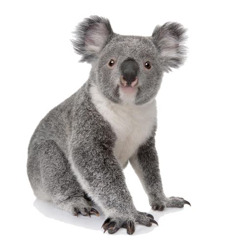 Koala Bear Png Image Purepng Free Transparent Cc0 Png Image Library