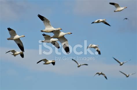 Flock Of Snow Geese Flying In A Cloudy Sky Stock Photo Royalty Free
