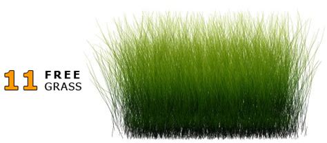 Grass Texture Png