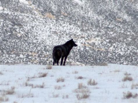 Wolf Watching Holiday In Yellowstone Usa Responsible Travel