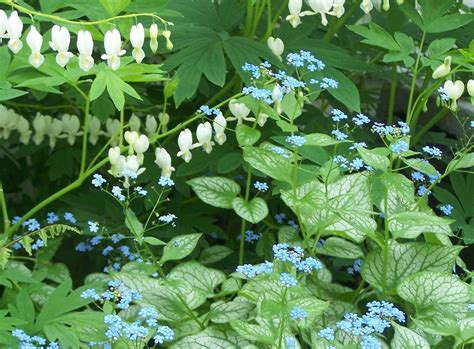 Franklin County Pa Gardeners 2012 Perennial Of The Year Brunnera