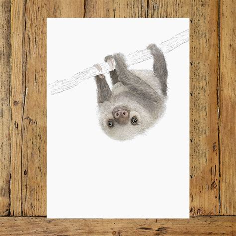 Two Toed Sloth A4 Print The Red Door Gallery