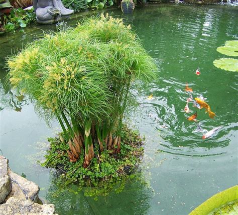 Floating Island Pond Planter 6 Sizes To Choose From Ponds Backyard