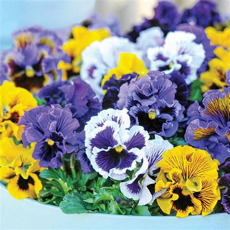 Pansy Frou Frou Mixed Plug Plants Thompson And Morgan