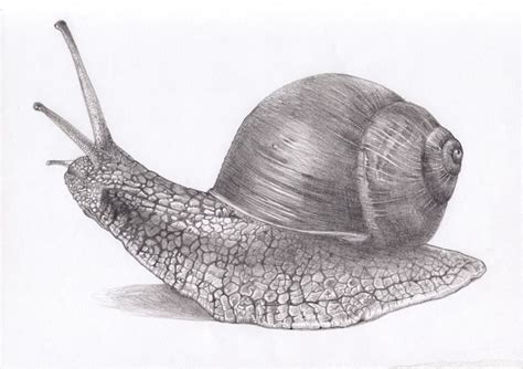 Jun 15, 2021 · el uso de este sitio web implica la aceptación de los términos y condiciones y políticas de tratamiento de la información de caracol televisión s.a. Caracol, dibujo a lapiz (con imágenes) | Dibujos ...