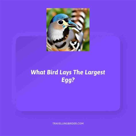 What Bird Lays The Largest Egg