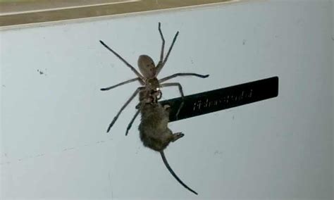In Australia Giant Spider Carrying A Mouse Is Horrifying And
