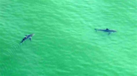 15 Great White Sharks Chase Bathers From Us Beach