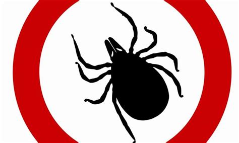 A Tick Bite Can Make You Allergic To Red Meat Ultimate Forces Challenge
