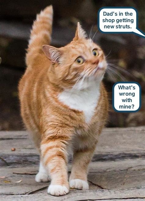 Dont You Love To Watch Cat Strut Lolcats Lol Cat Memes Funny