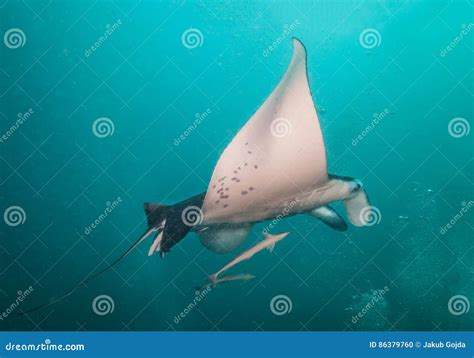 Beautiful Big Manta Ray In Deep Blue Ocean Stock Photo Image Of Grey