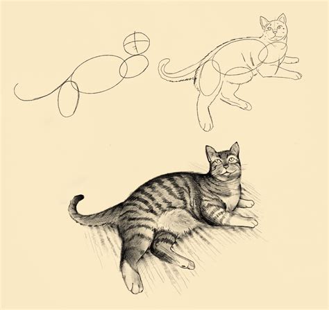 Come Disegnare Un Gatto La Guida Passo Passo Momarte