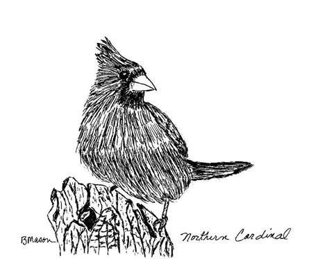 Northern Cardinal Drawing At Explore Collection Of