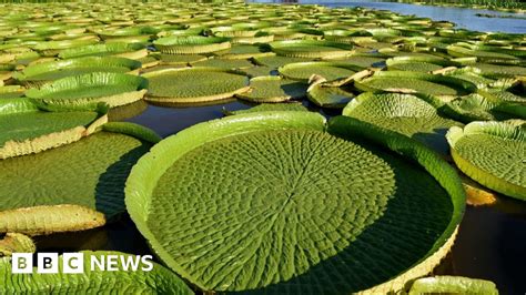 Paraguay Lagoon Sees Giant Lily Pads Return Bbc News