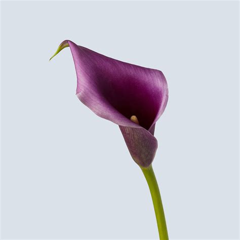 Check spelling or type a new query. Calla Lily Mini, Purple | Metro Flower Market
