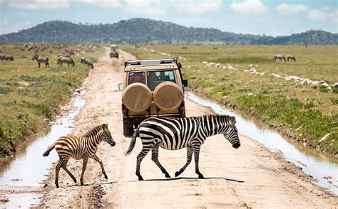 Serengeti National Park Tanzania Tanzania National Parks Tanzania