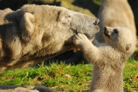 15 Baby Animals Celebrating Mothers Day With Their Mommies