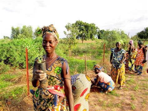 Sustainable Agriculture In Senegal The Borgen Project