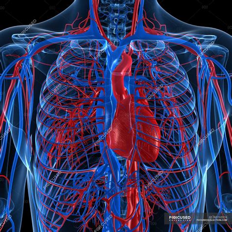 Cardiovascular System Showing Veins And Arteries — Blood Artwork