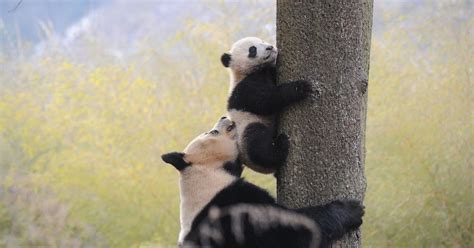 The Giant Panda Is No Longer Listed As Endangered